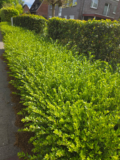Heckenmyrte 'Maigrün' - Lonicera nitida 'Maigrün'