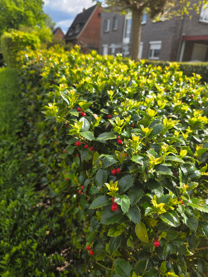 Stechpalme 'Heckenfee' ® - Ilex meserveae 'Heckenfee' ®