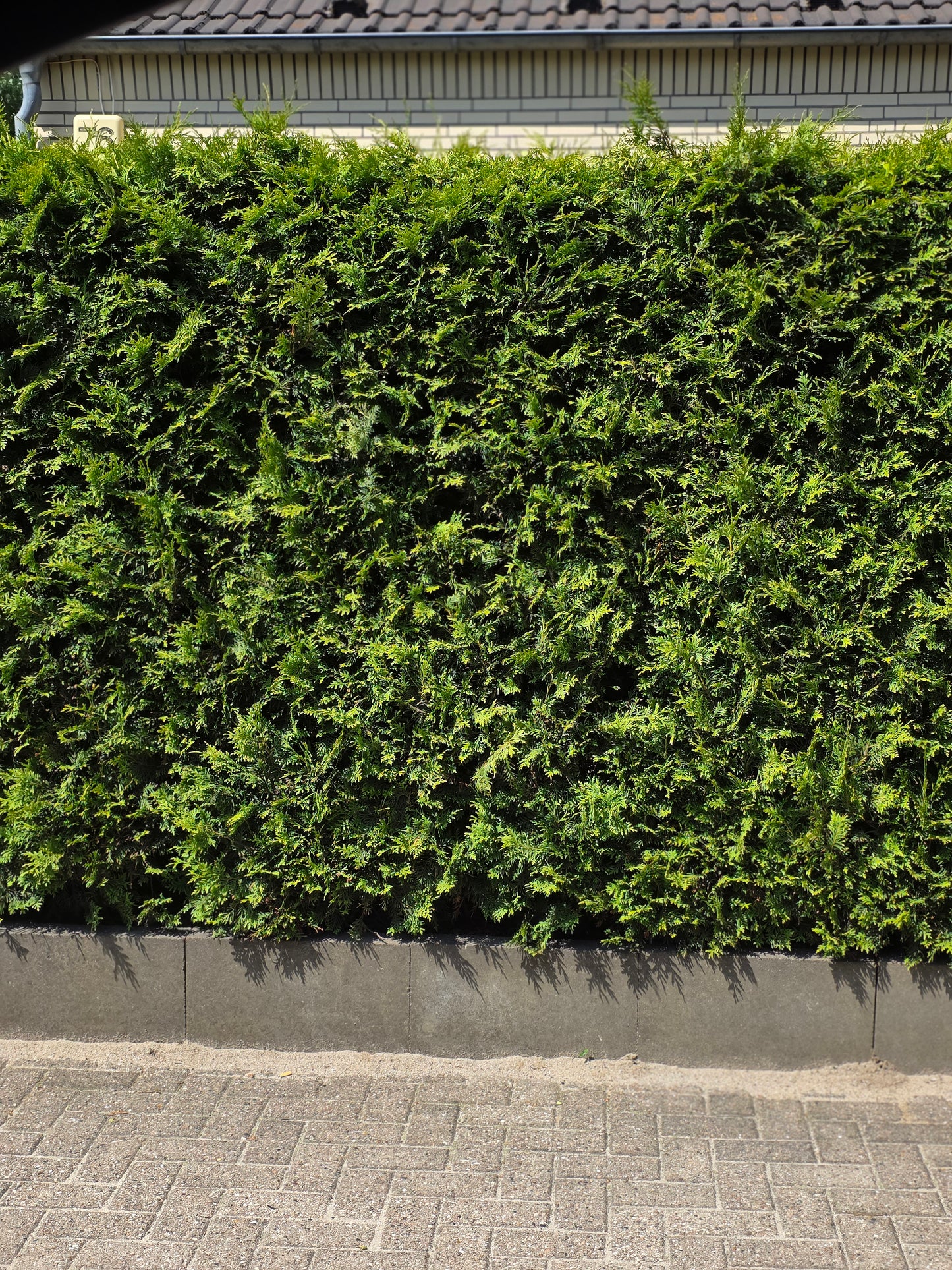 Thuja Occidentalis / Abendländischer Lebensbaum - Thuja occidentalis
