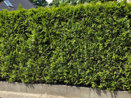 Thuja Occidentalis / Abendländischer Lebensbaum - Thuja occidentalis