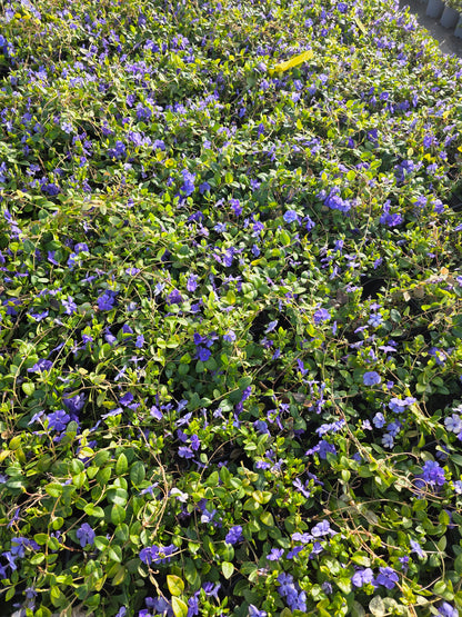 Immergrün 'Bowles' - Vinca minor 'Bowles'