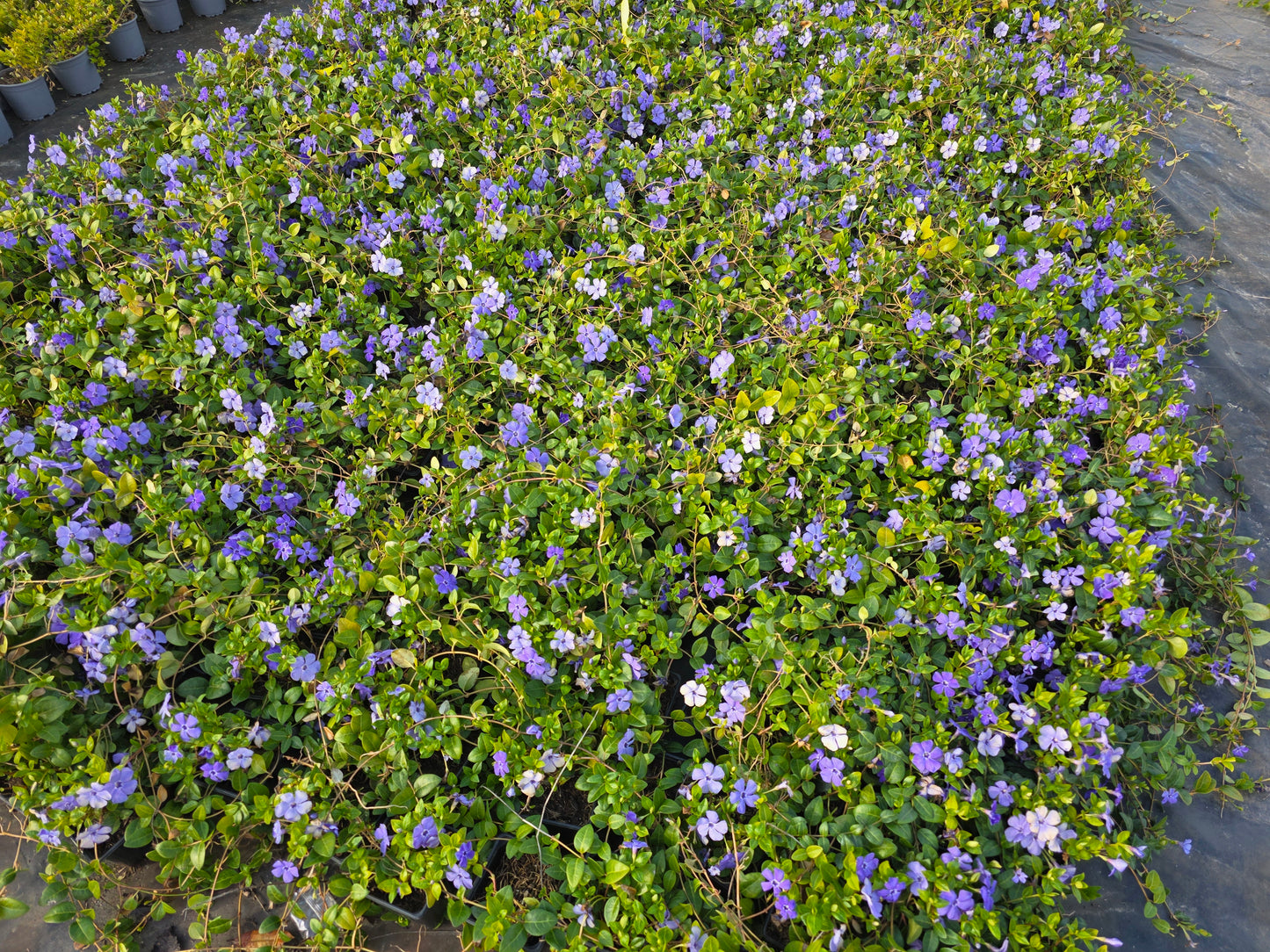 Kleinblättriges Immergrün - Vinca minor