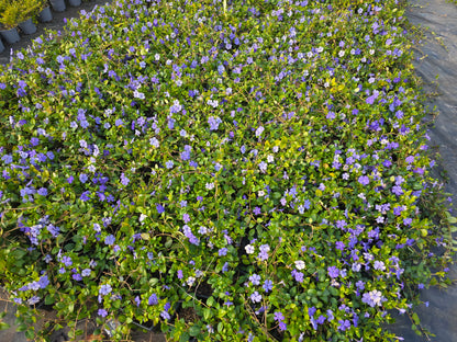 Kleinblättriges Immergrün - Vinca minor