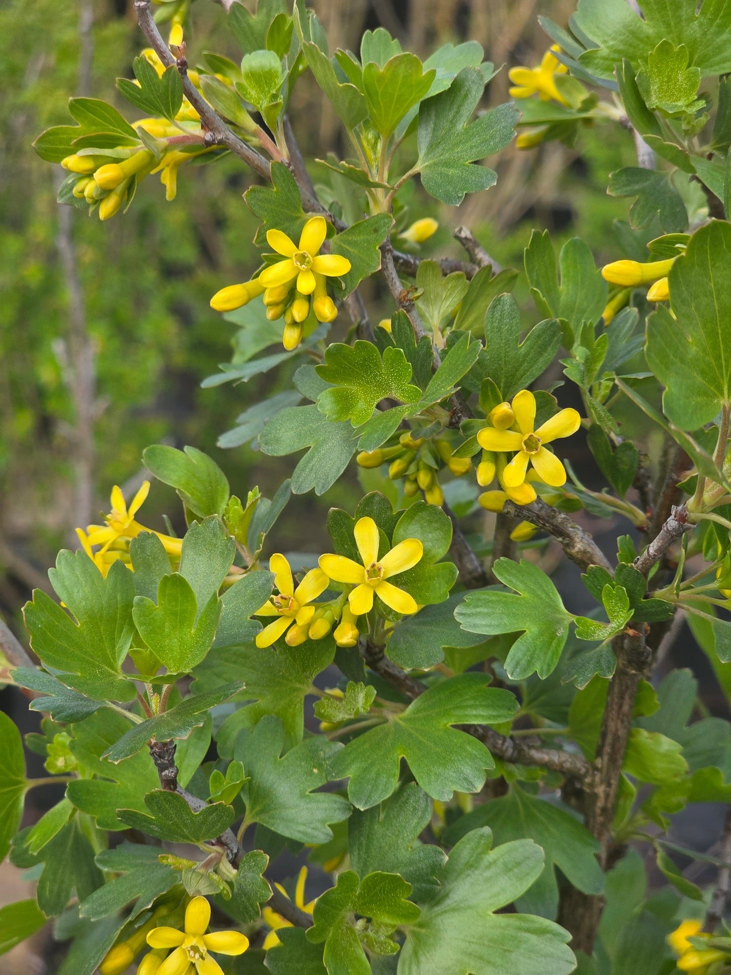Goldjohannisbeere - Ribes aureum