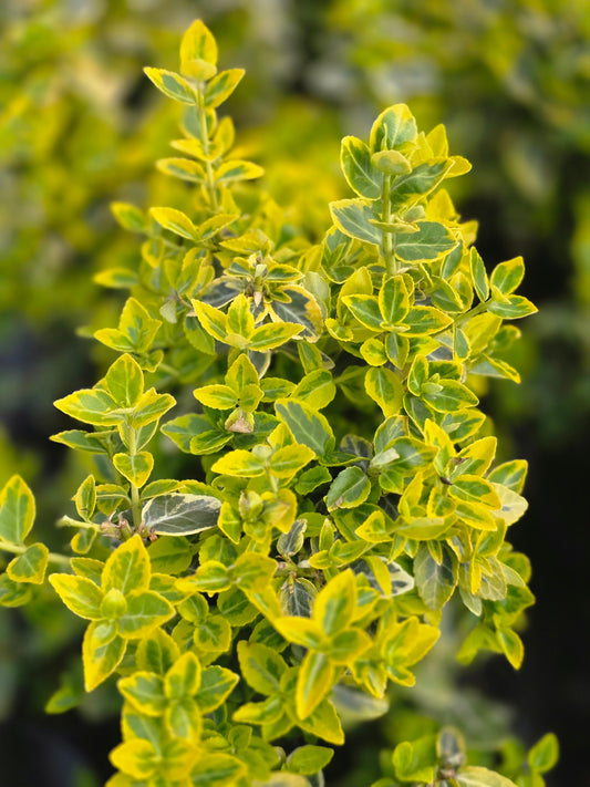 Goldbunte Kriechspindel 'Emerald'n Gold' - Euonymus fortunei 'Emerald'n Gold'