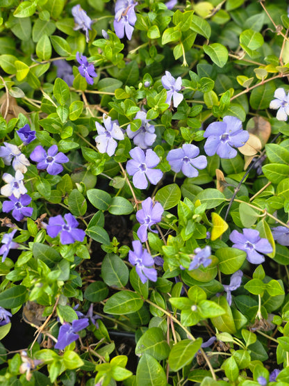 Kleinblättriges Immergrün - Vinca minor