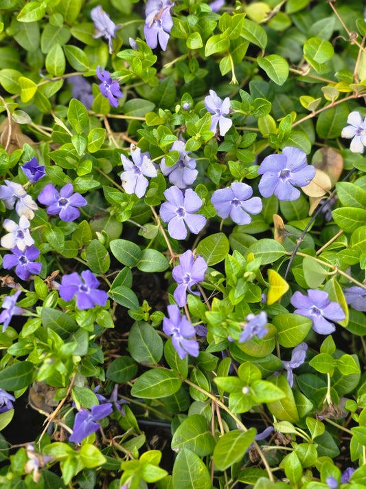Kleinblättriges Immergrün - Vinca minor