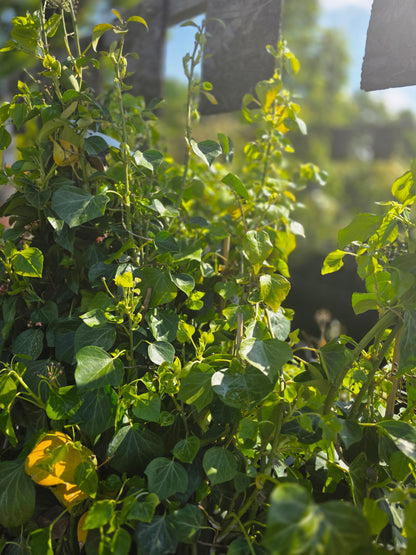 Strauch-Efeu 'Arborescens' - Hedera helix 'Arborescens'