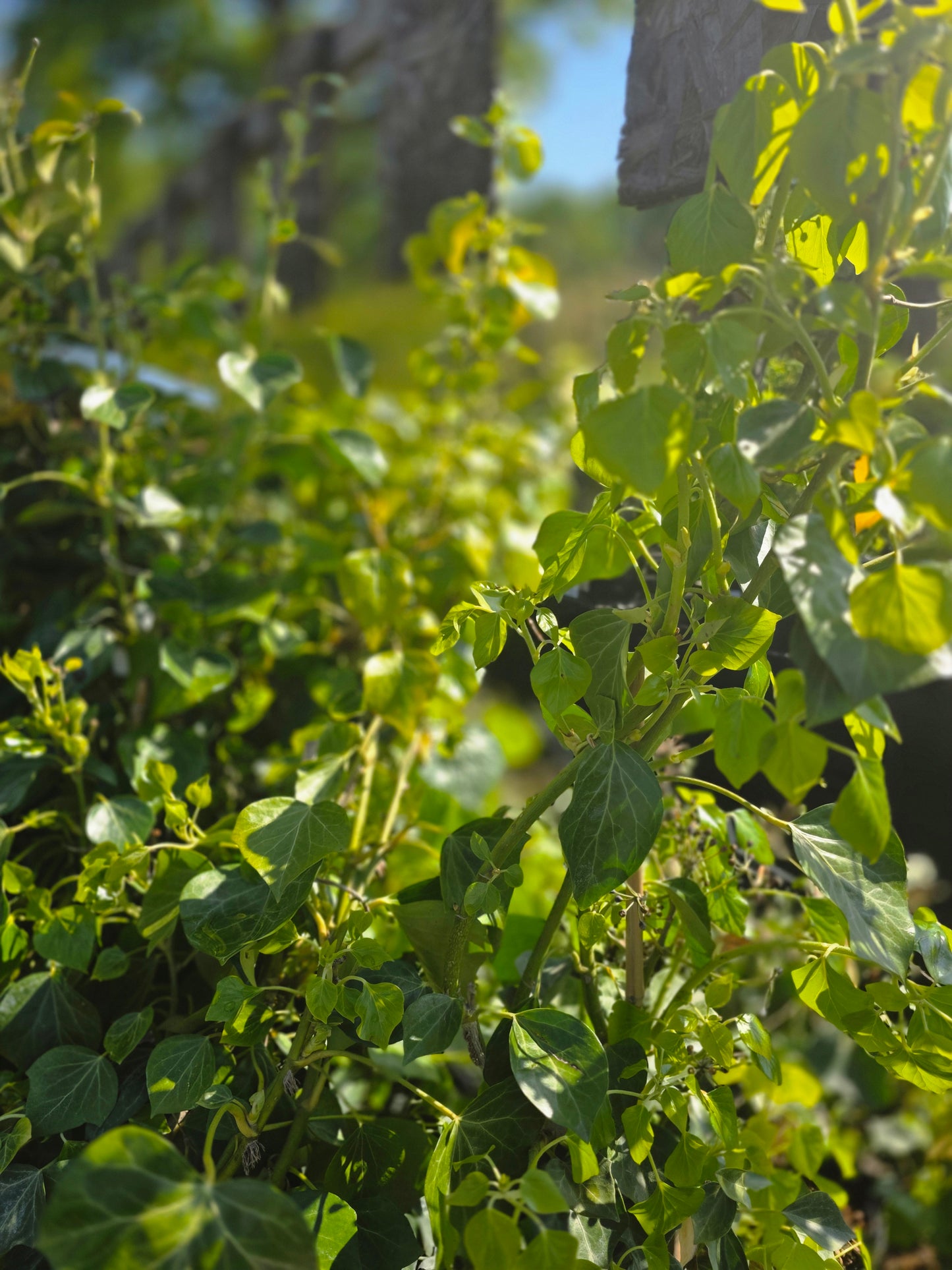 Strauch-Efeu 'Arborescens' - Hedera helix 'Arborescens'