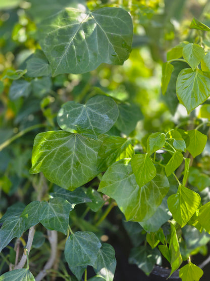 Strauch-Efeu 'Arborescens' - Hedera helix 'Arborescens'
