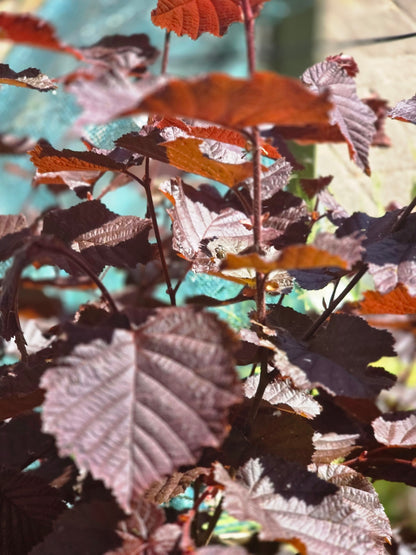 Großfrüchtige Waldhasel 'Rotbl.Zellernuss' - Corylus avellana 'Rotblättrige Zellernuss'