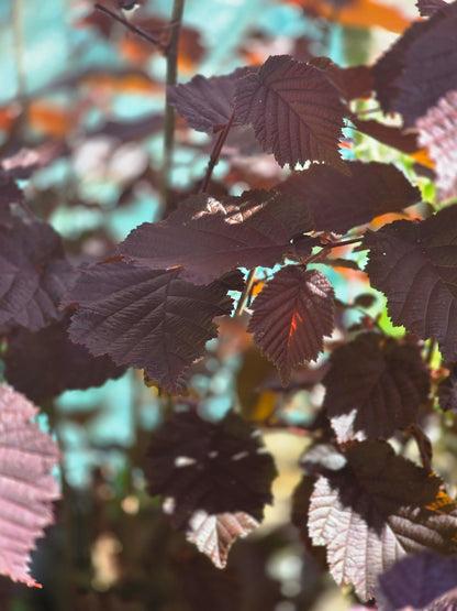 Großfrüchtige Waldhasel 'Rotbl.Zellernuss' - Corylus avellana 'Rotblättrige Zellernuss'