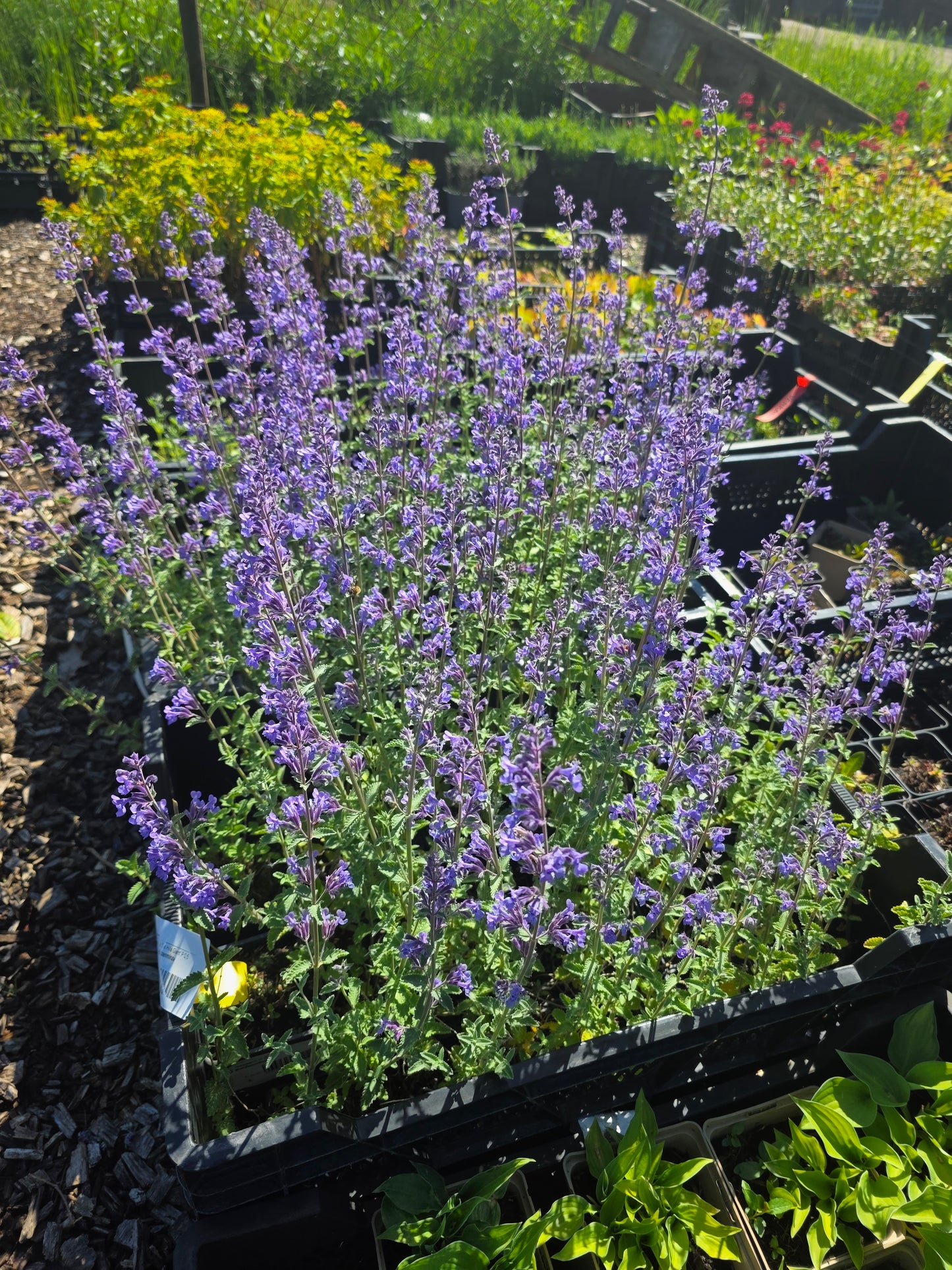 Garten-Bastard-Katzenminze 'Six Hills Giant' - Nepeta x faassenii 'Six Hills Giant'