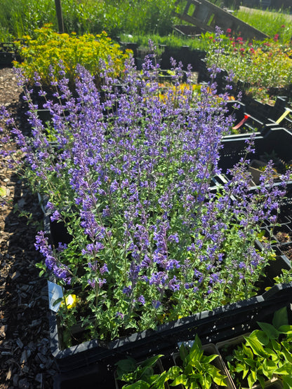 Garten-Bastard-Katzenminze 'Six Hills Giant' - Nepeta x faassenii 'Six Hills Giant'