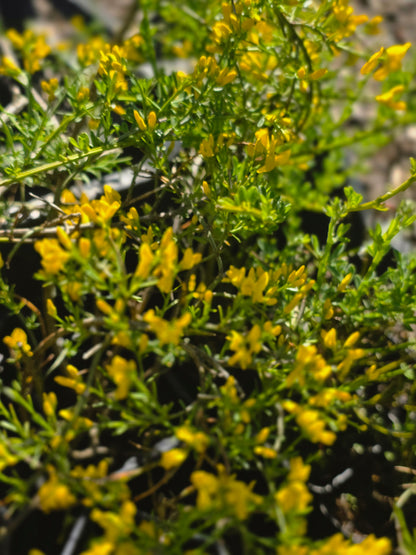 Kissenginster - Cytisus decumbens