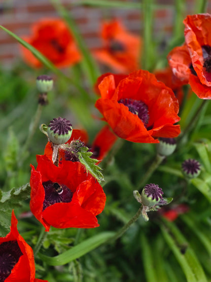 Orientalischer Garten-Mohn Beauty of Livermere - Papaver orientale 'Beauty of Livermere'