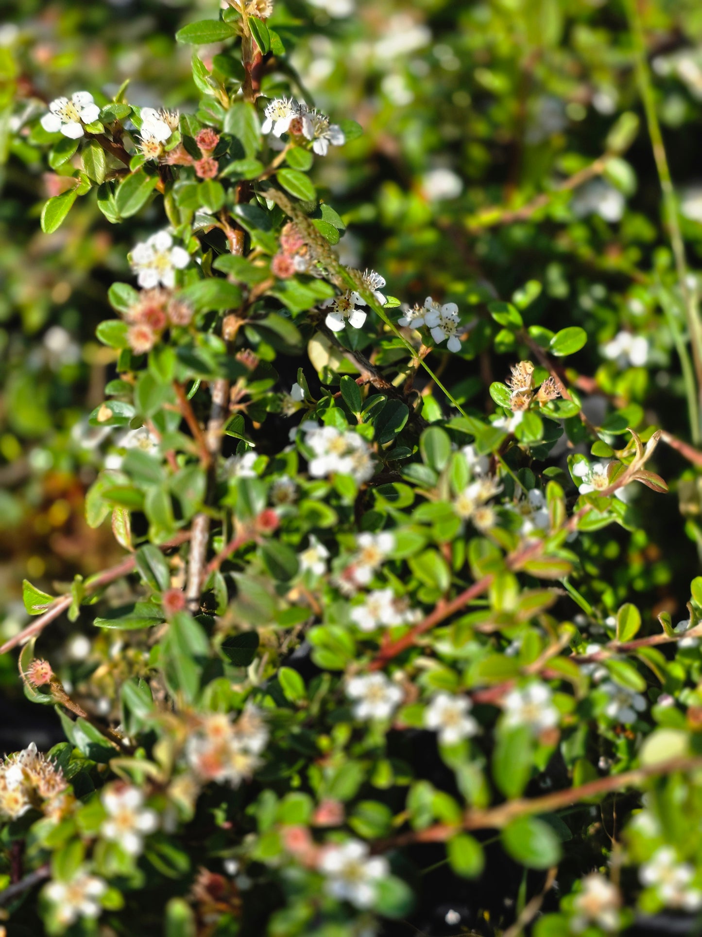 Zwergmispel 'Queen of Carpets' - Cotoneaster procumbens 'Queen of Carpets'