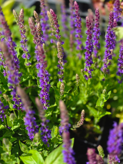 Garten-Blüten-Salbei 'Ostfriesland' - Salvia nemorosa 'Ostfriesland'