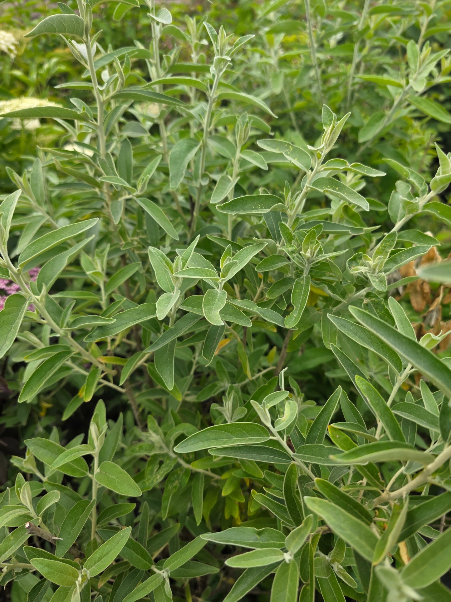 Schmalblättrige Ölweide - Elaeagnus angustifolia