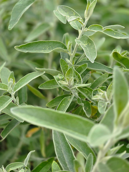 Schmalblättrige Ölweide - Elaeagnus angustifolia