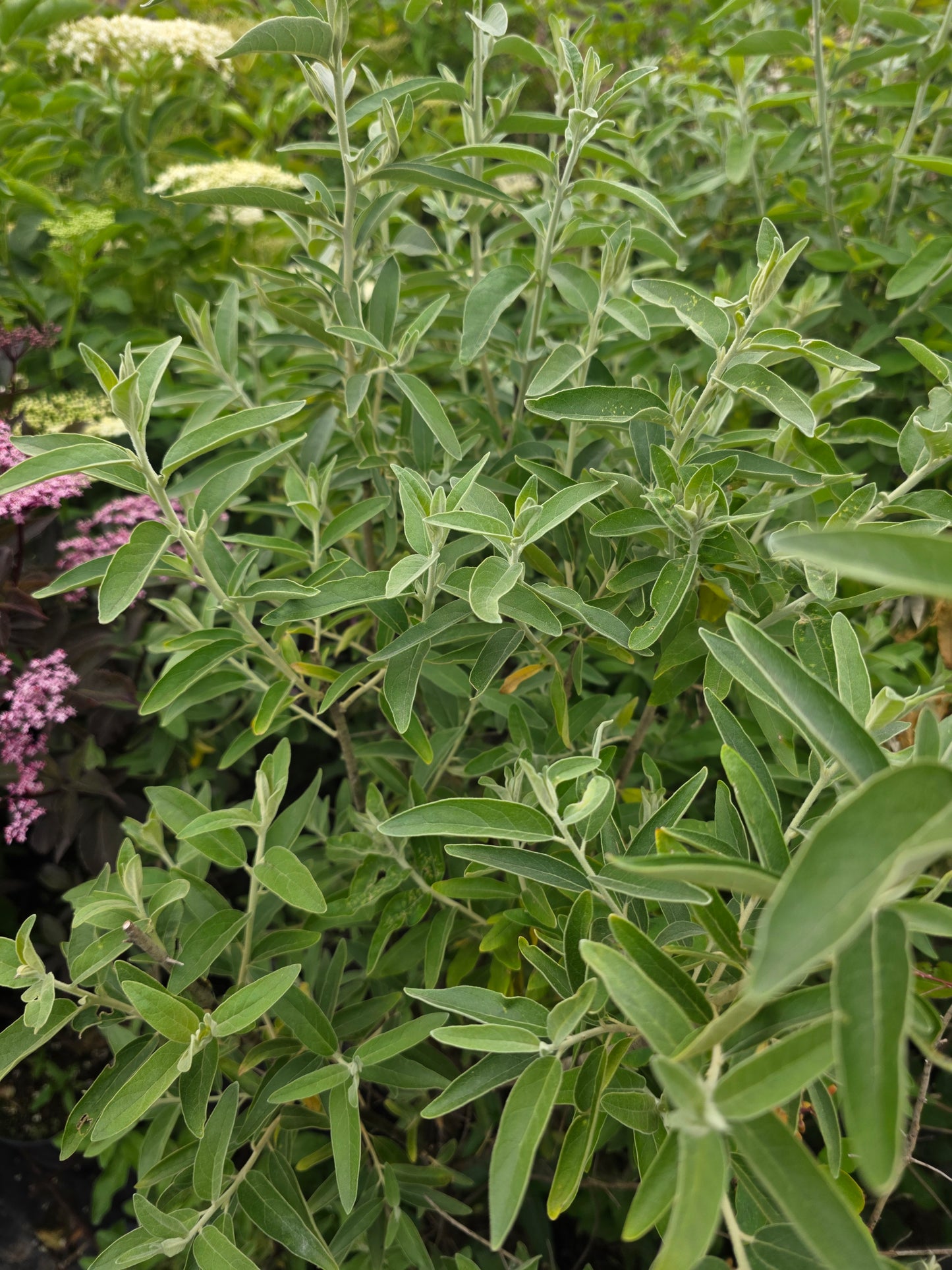 Schmalblättrige Ölweide - Elaeagnus angustifolia