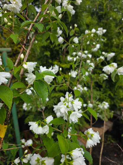 Gefüllter Gartenjasmin - Philadelphus 'Virginal'