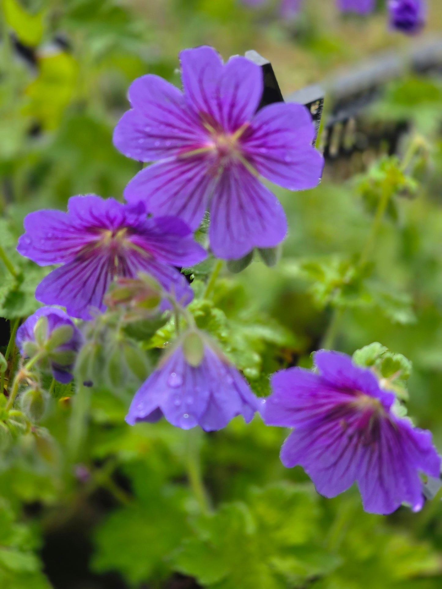 Prächtiger Garten-Storchschnabel - Geranium x magnificum 'Rosemoor'