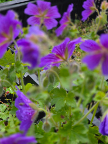 Prächtiger Garten-Storchschnabel - Geranium x magnificum 'Rosemoor'