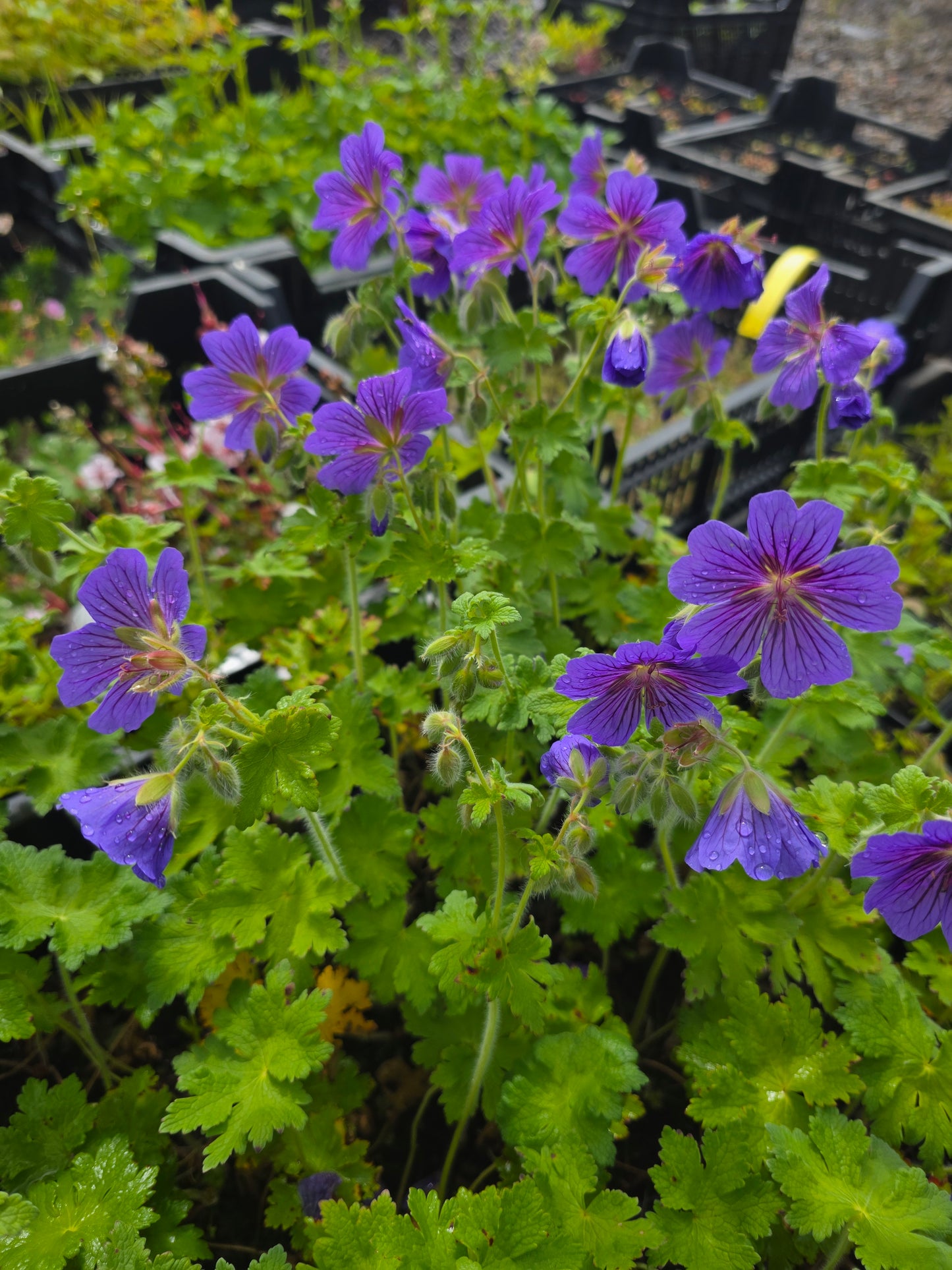 Prächtiger Garten-Storchschnabel - Geranium x magnificum 'Rosemoor'