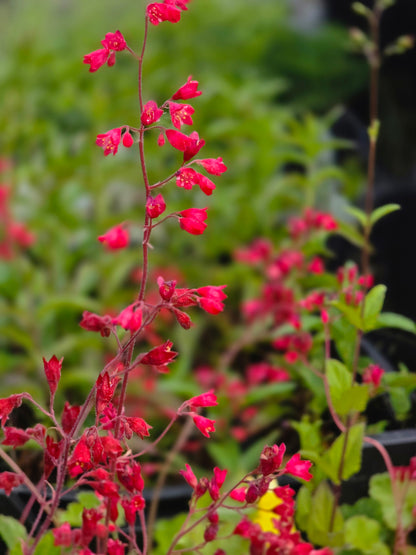 Garten-Purpurglöckchen - Heuchera sanguinea 'Leuchtkäfer'