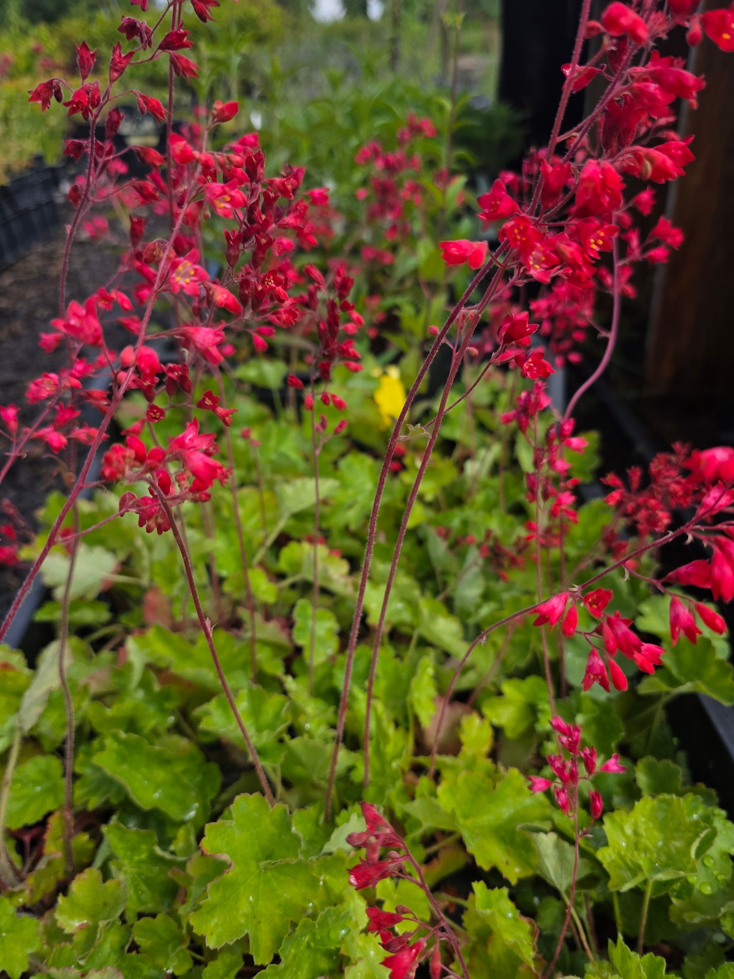 Garten-Purpurglöckchen - Heuchera sanguinea 'Leuchtkäfer'
