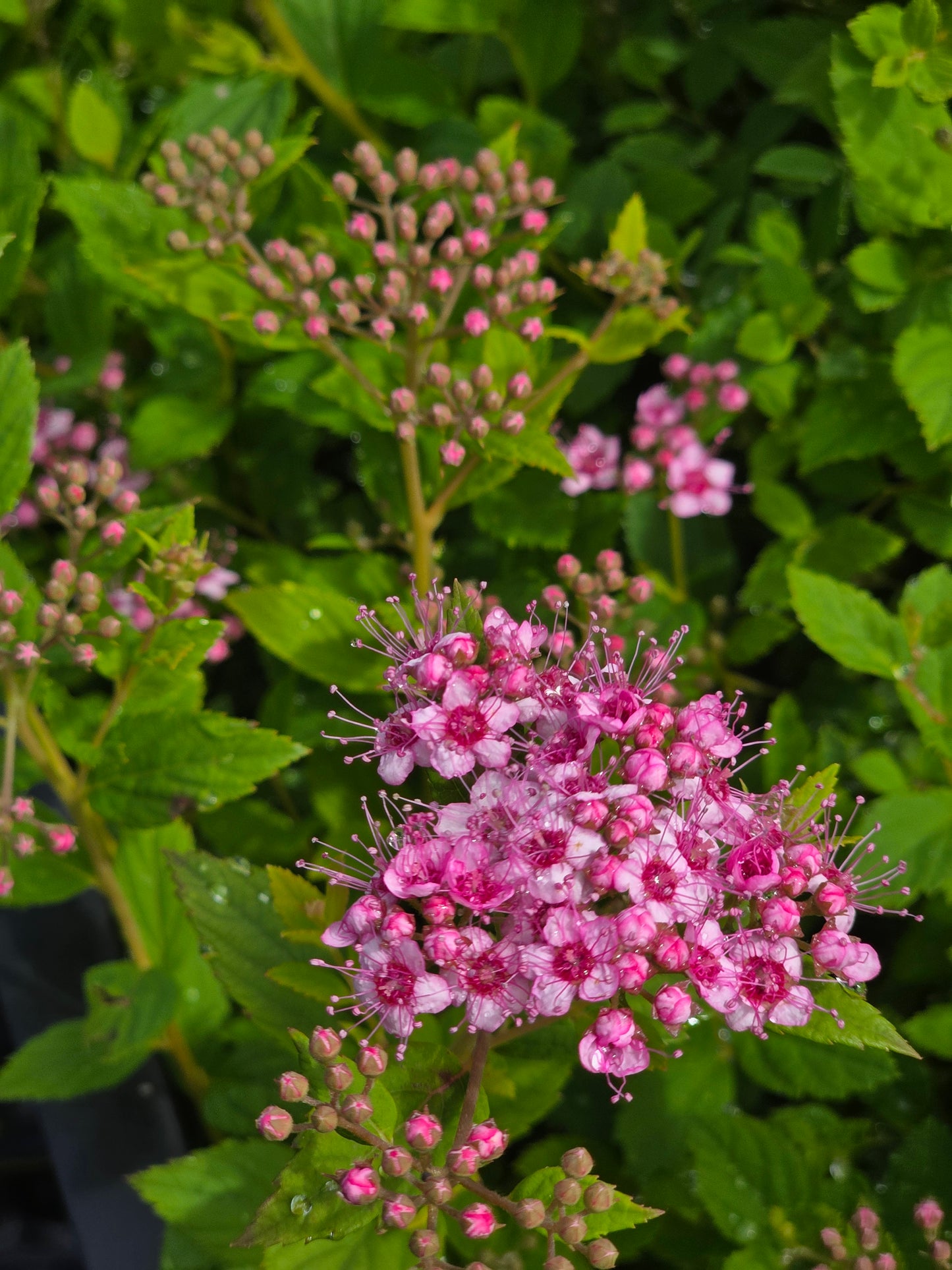 Rosa Zwergspiere - Spiraea japonica 'Little Princess'