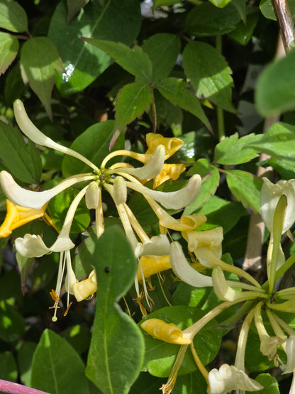 Jelängerjelieber - Lonicera caprifolium
