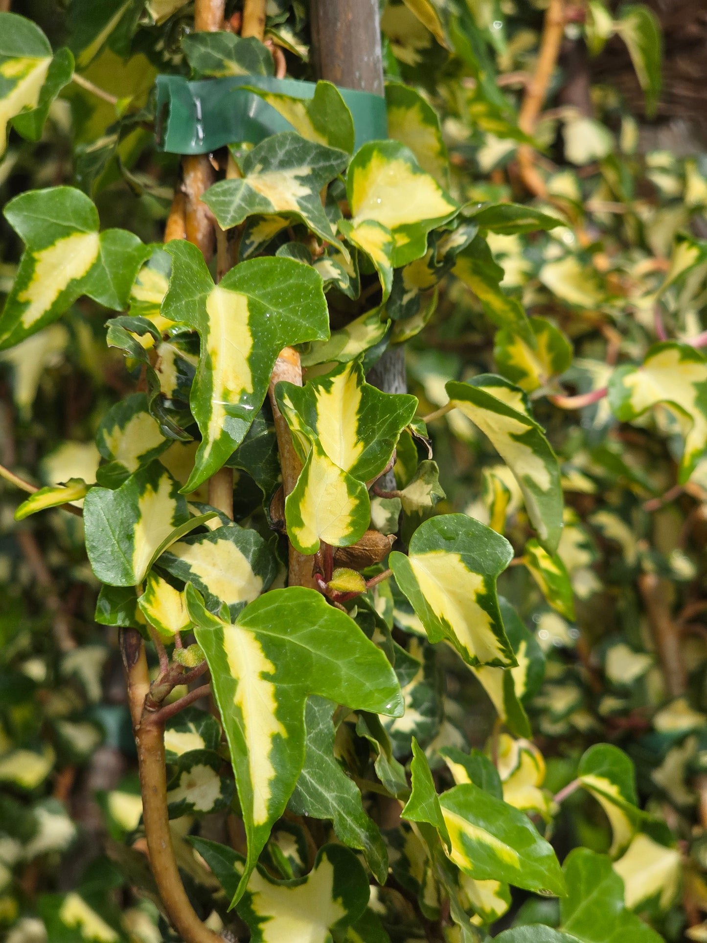 Gelbbunter Efeu - Hedera helix 'Goldheart'