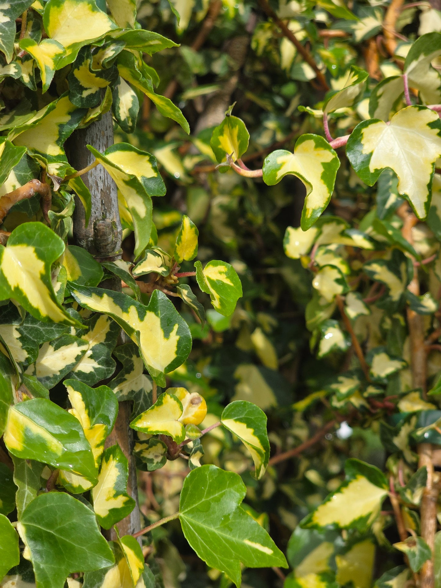 Gelbbunter Efeu - Hedera helix 'Goldheart'