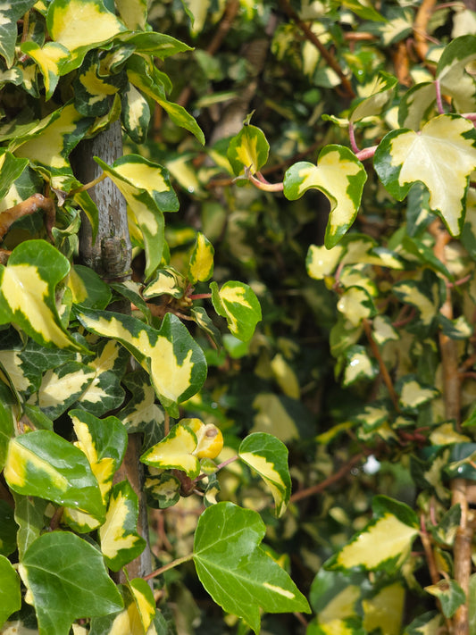 Gelbbunter Efeu - Hedera helix 'Goldheart'