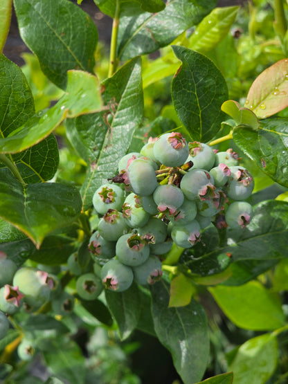 Heidelbeere 'Bluecrop' - Vaccinium corymbosum 'Bluecrop'