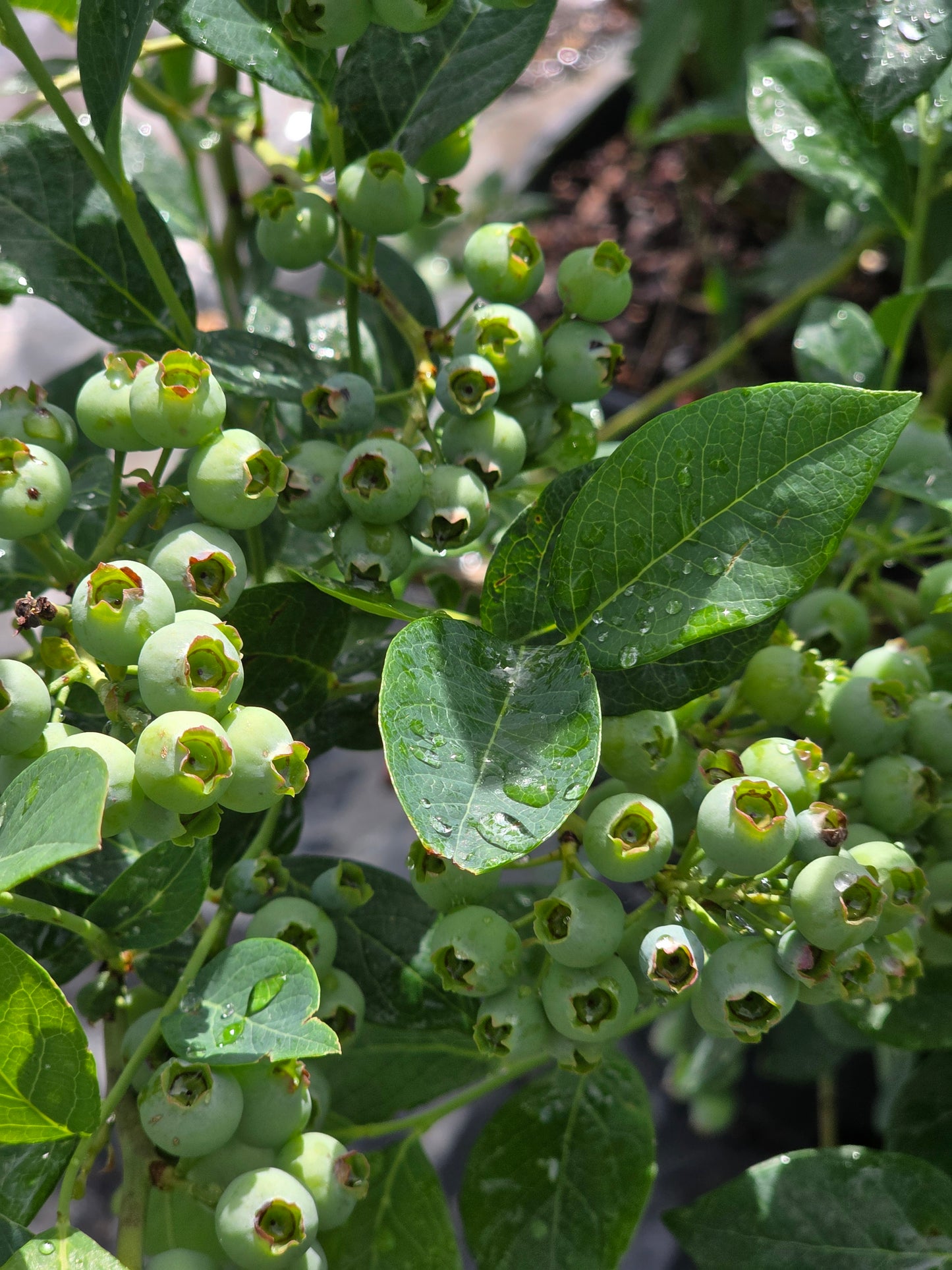 Heidelbeere 'Bluecrop' - Vaccinium corymbosum 'Bluecrop'