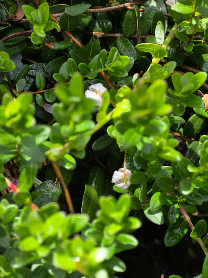 Preiselbeere - Vaccinium vitis-idaea