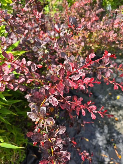 Rote Heckenberberitze - Berberis thunbergii 'Atropurpurea'