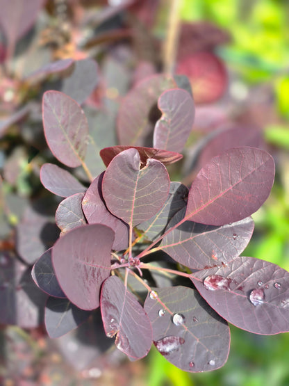 Roter Perückenstrauch 'Royal Purple' - Cotinus coggygria 'Royal Purple'