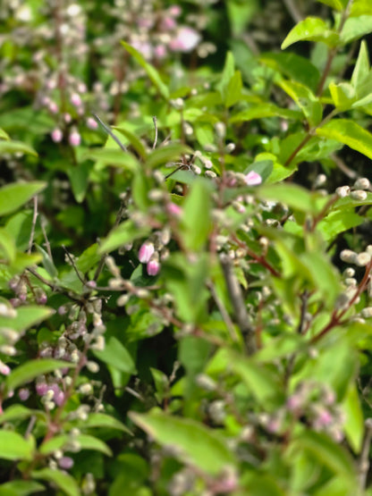 Rosa Maiblumenstrauch - Deutzia rosea