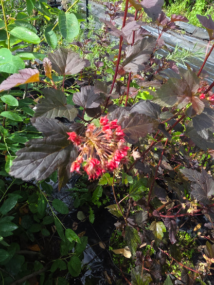 Blasenspiere 'Diabolo' - Physocarpus opulifolius 'Diabolo' ®