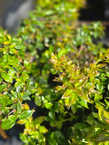 Warzenberberitze - Berberis verruculosa
