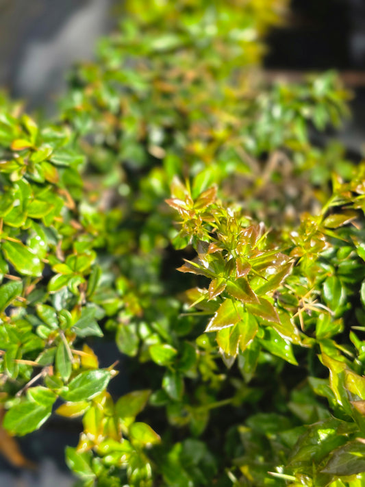 Warzenberberitze - Berberis verruculosa