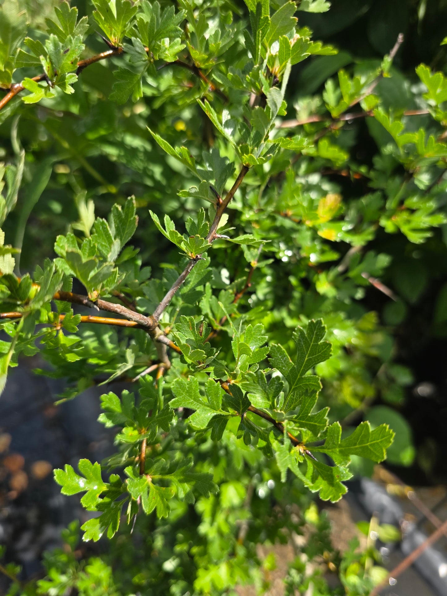 Eingriffeliger Weißdorn - Crataegus monogyna