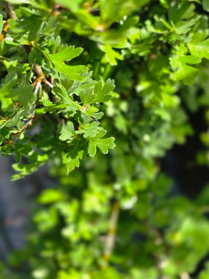Eingriffeliger Weißdorn - Crataegus monogyna