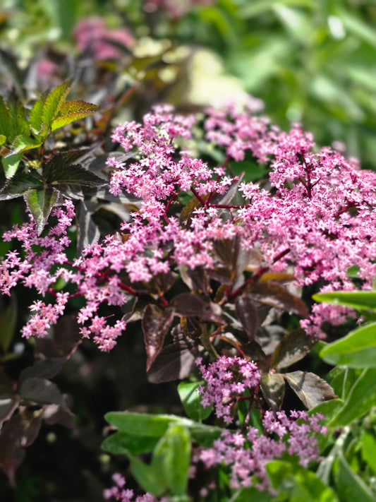 Schwarzer Holunder 'Black Beauty' ® - Sambucus nigra 'Black Beauty' ®