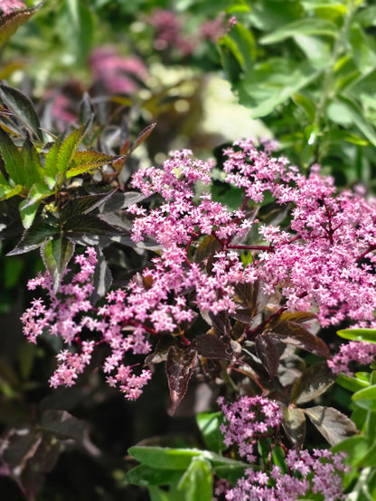 Schwarzer Holunder 'Black Beauty' ® - Sambucus nigra 'Black Beauty' ®