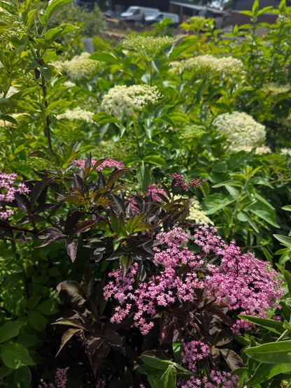 Schwarzer Holunder 'Black Beauty' ® - Sambucus nigra 'Black Beauty' ®